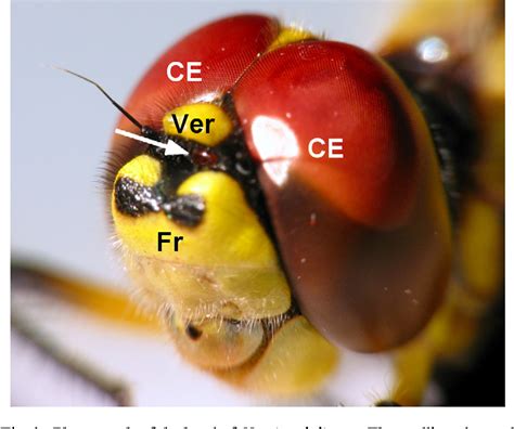 Form Vision In The Insect Dorsal Ocelli An Anatomical And Optical