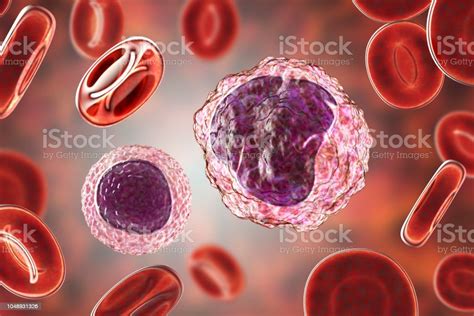 Lymphocyte And Monocyte Surrounded By Red Blood Cells Stock Photo