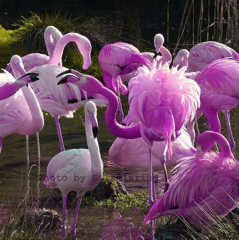 Purple Flamingos