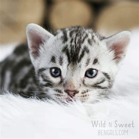 Look at pictures of bengal kittens who need a home. Bengal Kittens & Cats for Sale Near Me | Bengal kitten ...