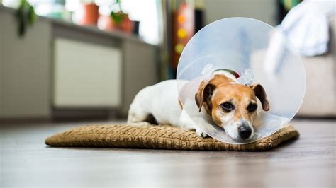 Do Spayed Female Dogs Have Discharge