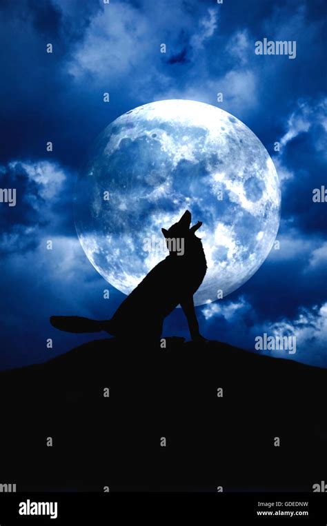 Lobo Aullando A La Luna Fotografía De Stock Alamy
