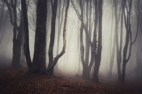 Haunted Halloween Forest With Fog Stock Photo Image Of Eerie Creepy