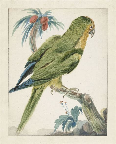 Vintage Parrot Art Art Fine Art Prints Photographs Parrots Art