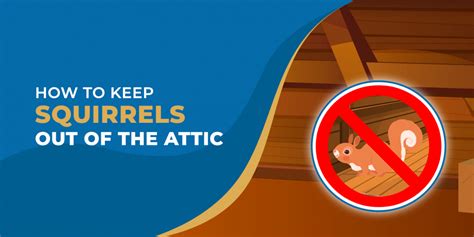 How To Get Rid Of Squirrels In The Attic Attics And More