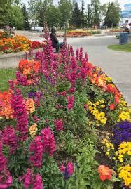 Send flower bouquets in anchorage alaska usa is become very easy now. anchorage alaska summer flowers downtown square - Google ...