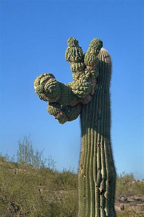 We did not find results for: The Giant Saguaro Cactus - Barnorama