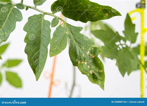 Yellow Spots On Tomato Leaves Plant Diseases During The Cultivation Of
