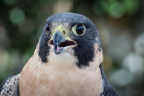 Uc Berkeleys Famous Falcon Pair Undergoes Dramatic Saga Of Death