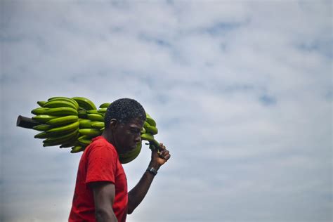 How Bananas Became Big—and Dangerous—business In Colombia Pacific