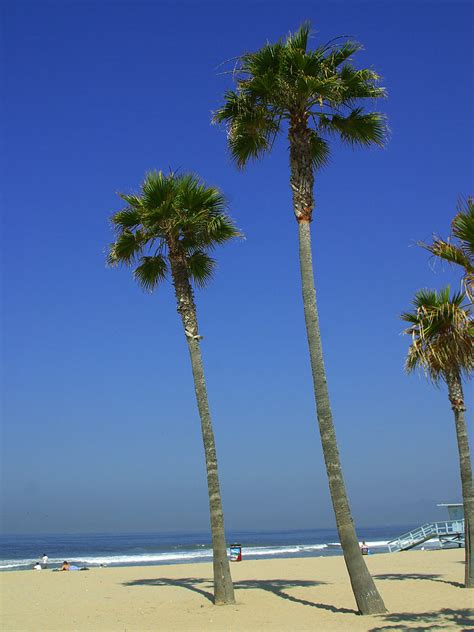 Palm Trees Free Stock Photo Tall Palm Trees On The