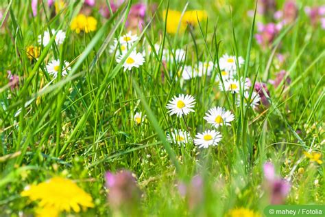 Blumenwiese Anlegen Blumen Sorten Und Pflege Tipps