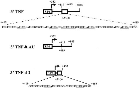 Identification Of Tiar As A Protein Binding To The Translational