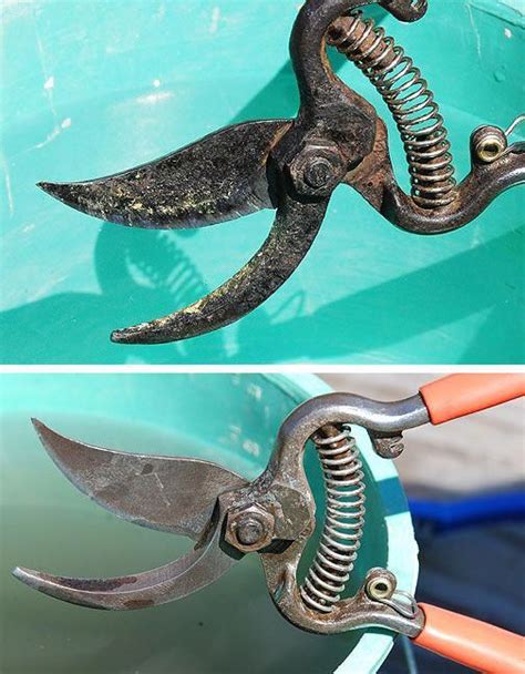 Revitalize Your Pruning Shears Clean And Sharpen Any Pruning Shears
