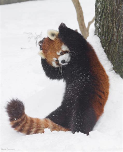 Red Panda Snow