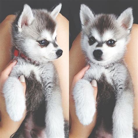 Alaskan Klee Kai Miniature Husky Cute And Cuddly