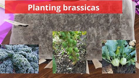 How To Plant Brassicas From Seed Simple And Easy Youtube