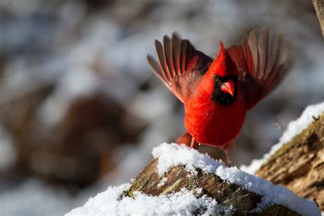 Cardinal In Winter Free Stock Photo Public Domain Pictures
