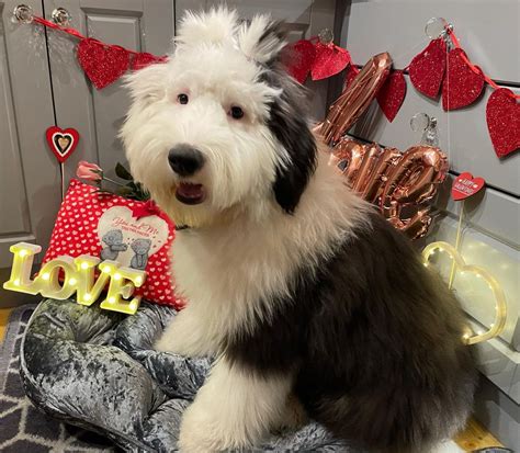 16 Historical Facts About Old English Sheepdogs You Might Not Know