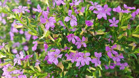 Mexican Heather A Hardy Plant For Your Garden Yard And Garage