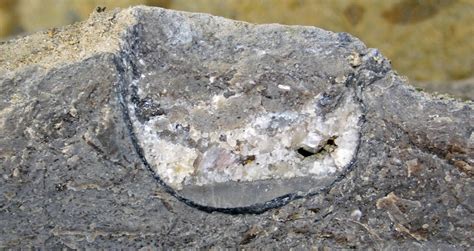 Brachiopod Geopetal Structure In Fossiliferous Limestone Flickr