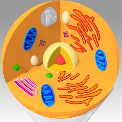 Picture Of Animal Cell Animals Okl