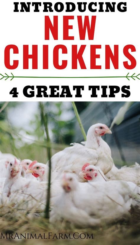 Introducing New Chickens To The Flock A How To Guide Chickens