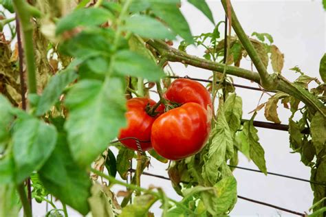 How And Why To Prune Tomato Plants
