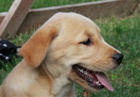 I'm very good and playful around kids, other pets and other dogs. Cute Puppy Dogs: labrador retriever puppies