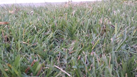 Best Grass Seed Zone 6b Stl Mo Lawncare