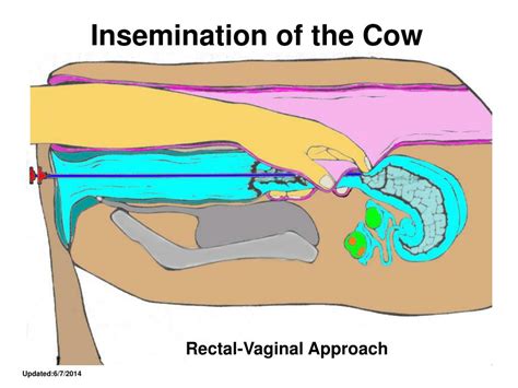 Ppt Artificial Insemination Powerpoint Presentation Free Download