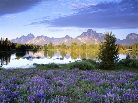 Spring Pictures Purple Mountains Scenery Purple Mountain Majesty
