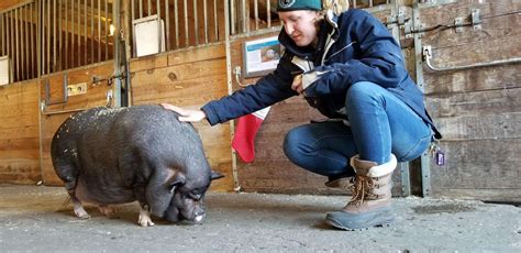 ‘mini Pig Sold By Breeder Grows To Be 200 Pounds The Dodo