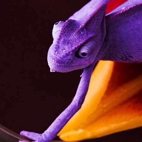 Purple Chameleon