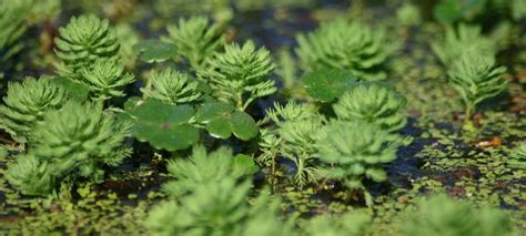 Non Native Aquatic Plants Aquatic Consultant Cornwall Pond