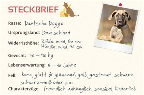 Gras steht als hauptmahlzeit in seinem steckbrief. Deutsche Dogge Steckbrief | Mein-Haustier.de
