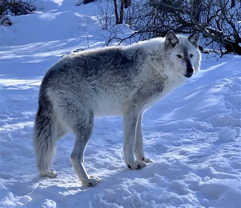 Death Of Alaska Zoos Lone Wolf Windy Signals End To Resident Wolf