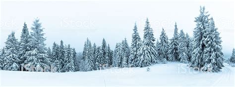 Spruce Tree Forest Covered By Snow In Winter Landscape