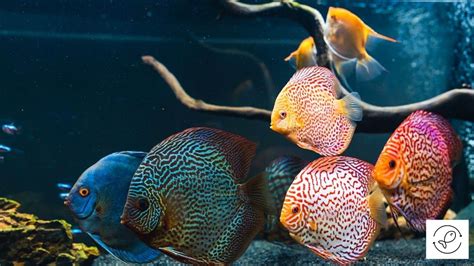 How Big Do Discus Fish Get 7 Tips To Grow Them Faster And Bigger