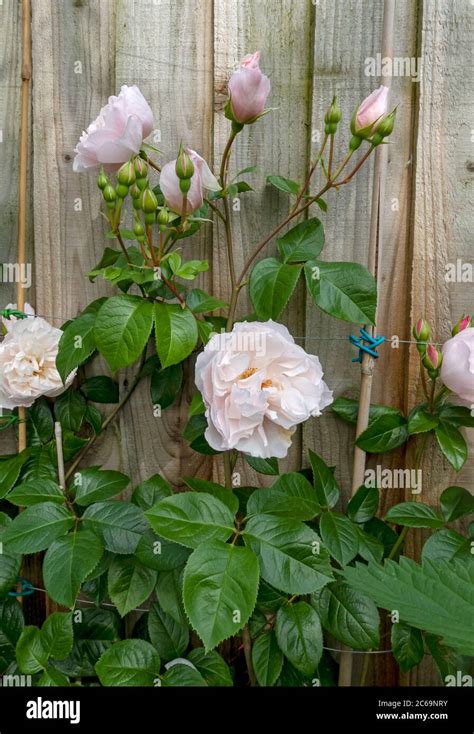 Close Up Of Pale Pink Climbing Rose Roses ‘the Generous Gardener