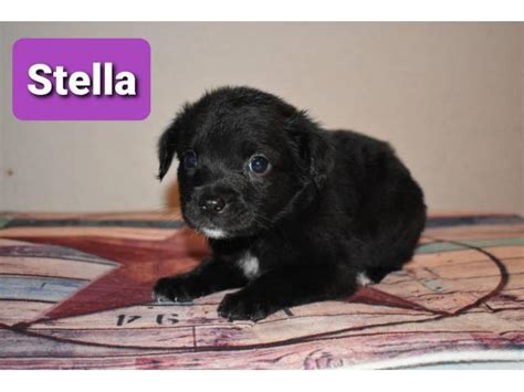 Buy and sell on gumtree australia today! 3 Border Aussie puppies in Dallas, Texas - Puppies for ...