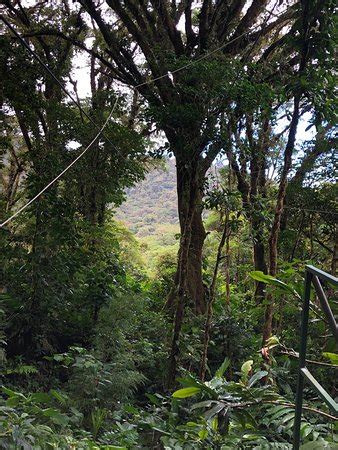 The extreme canopy has the only two we will take you on a 4 km route through the monteverde cloud forest and you will be able to admire do not think about it, we are the only extreme and original adventure tour in monteverde. The Original Canopy Tour (Monteverde) - All You Need to ...