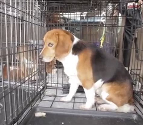 Beagles Freedom Project Incredible Video