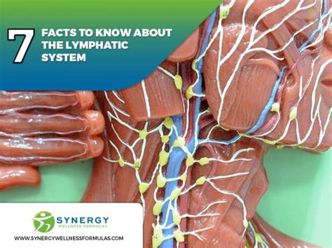 7 Facts To Know About The Lymphatic System Synergy Wellness Formulas