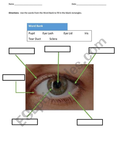 The Human Eye Esl Worksheet By Grod797