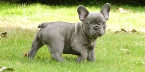 R/frenchbulldogs is a subreddit for all that is glorious about french bulldogs. Grey frenchie | Miniature french bulldog, French bulldog ...