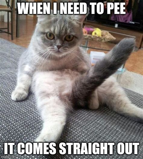 sexy cat meme imgflip