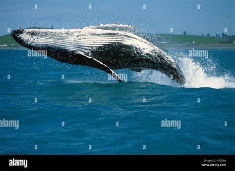 Humpback Whale Megaptera Novaeangliae Breaching Kaikoura New