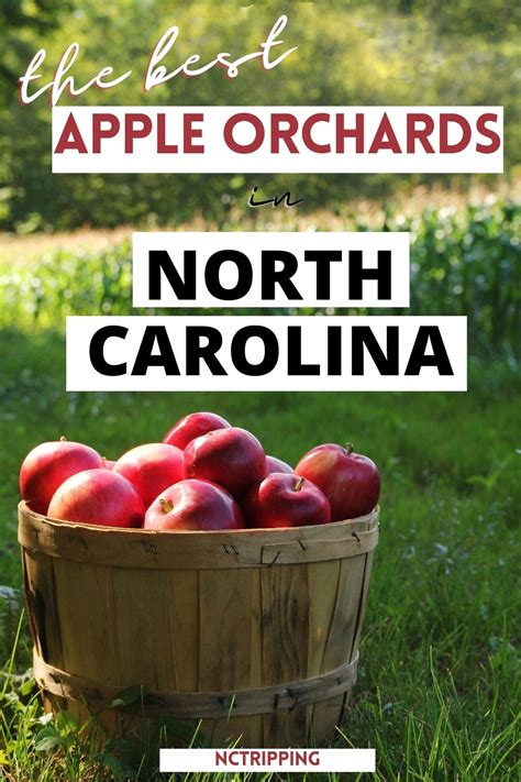Apple Picking in North Carolina + 17 Best Orchards to Visit