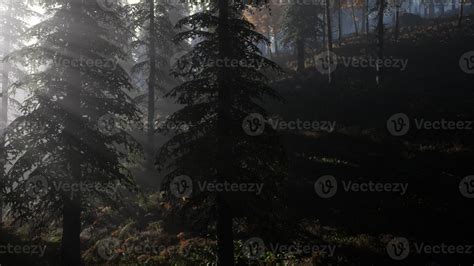 Calm Moody Forest In Misty Fog In The Morning 5765307 Stock Photo At